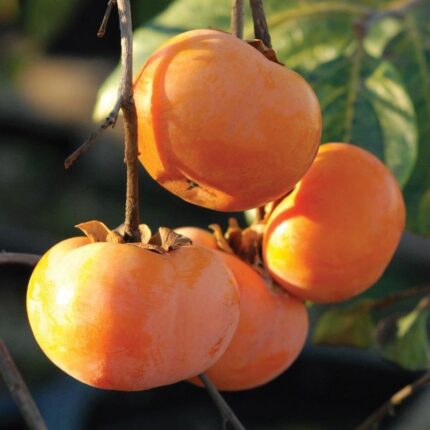 Exotic fruit plants Exotic fruits Exotic fruit plants nursery Exotic nursery Exotic fruit nursery Exotic plants Exotic varieties fruit plants Thai varieties fruit plants Thai varieties plants Thai varieties fruits Gardening fruit plants Gardening fruits Agro nursery West Bengal Agro nursery Nursery Plant nursery Nursery plants Original fruit plants Top quality fruit plants Unique fruit plants Best fruit plants Persimmon fruit plants