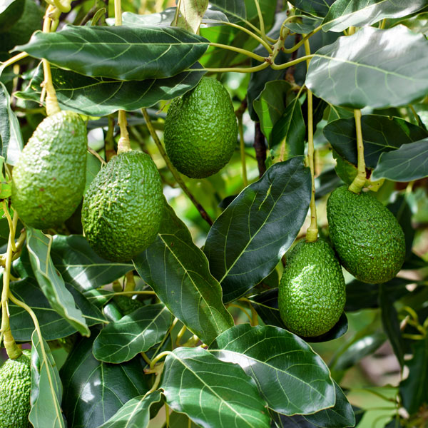 Exotic fruit plants Exotic fruits Exotic fruit plants nursery Exotic nursery Exotic fruit nursery Exotic plants Exotic varieties fruit plants Thai varieties fruit plants Thai varieties plants Thai varieties fruits Gardening fruit plants Gardening fruits Agro nursery West Bengal Agro nursery Nursery Plant nursery Nursery plants Original fruit plants Top quality fruit plants Avocado fruit plants