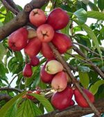 Exotic fruit plants Exotic fruits Exotic fruit plants nursery Exotic nursery Exotic fruit nursery Exotic plants Exotic varieties fruit plants Thai varieties fruit plants Thai varieties plants Thai varieties fruits Gardening fruit plants Gardening fruits Agro nursery West Bengal Agro nursery Nursery Plant nursery Nursery plants Original fruit plants Top quality fruit plants Unique fruit plants Best fruit plants Beautiful fruit plants Latest fruit plants Indian varieties fruit plants Paudhe wale Exotic flora