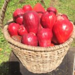 Exotic fruit plants Exotic fruits Exotic fruit plants nursery Exotic nursery Exotic fruit nursery Exotic plants Exotic varieties fruit plants Thai varieties fruit plants Thai varieties plants Thai varieties fruits Gardening fruit plants Gardening fruits Agro nursery West Bengal Agro nursery Nursery Plant nursery Nursery plants Original fruit plants Top quality fruit plants Unique fruit plants Best fruit plants Beautiful fruit plants Latest fruit plants Indian varieties fruit plants Paudhe wale Exotic flora Malai water Apple plants