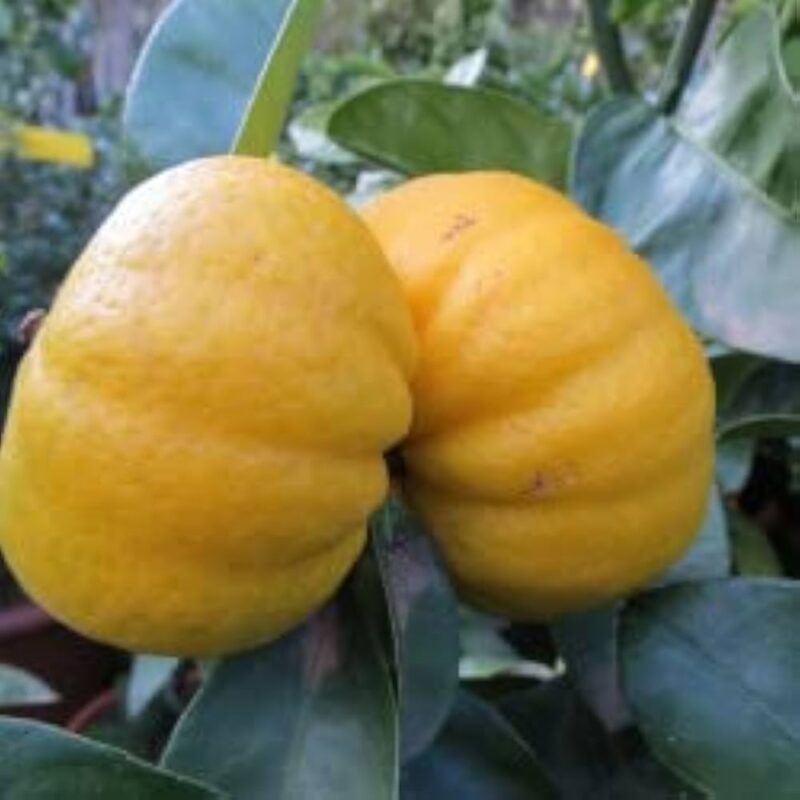 Exotic fruit plants Exotic fruits Exotic fruit plants nursery Exotic nursery Exotic fruit nursery Exotic plants Exotic varieties fruit plants Thai varieties fruit plants Thai varieties plants Thai varieties fruits Gardening fruit plants Gardening fruits Agro nursery West Bengal Agro nursery Nursery Plant nursery Nursery plants Original fruit plants Top quality fruit plants Unique fruit plants Best fruit plants Pumpkin lemon