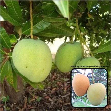 Exotic mango plants Exotic mango fruit plants Exotic mango Thai mango Thailand mango All time mango Red mango Exotic plants Indian mango Indian mango plant Exotic fruit plant Exotic fruit plant nursery Agro nursery West Bengal Agro nursery Fruit plant nursery Plant nursery Himsagar mango plants