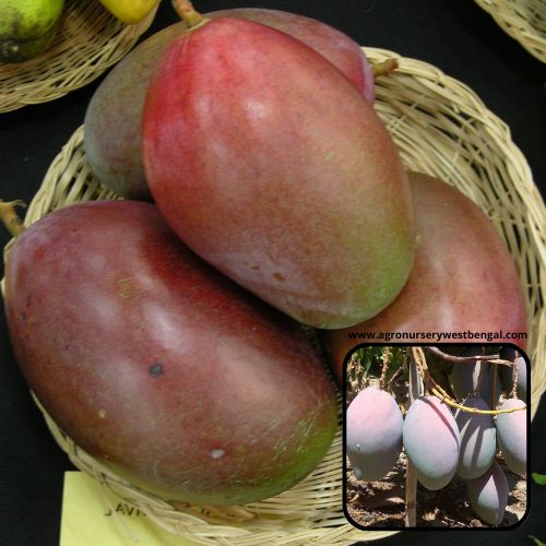Osteen mango plants Exotic mango plants Exotic mango fruit plants Exotic mango Thai mango Thailand mango All time mango Red mango Exotic plants Indian mango Indian mango plant Exotic fruit plant Exotic fruit plant nursery Agro nursery West Bengal Agro nursery Fruit plant nursery Plant nursery
