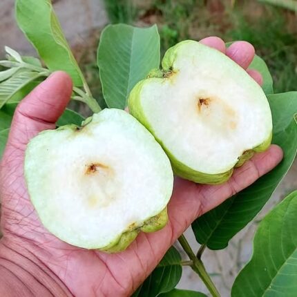 Exotic fruit plants Exotic fruits Exotic fruit plants nursery Exotic nursery Exotic fruit nursery Exotic plants Exotic varieties fruit plants Thai varieties fruit plants Thai varieties plants Thai varieties fruits Gardening fruit plants Gardening fruits Agro nursery West Bengal Agro nursery Nursery Plant nursery Nursery plants Original fruit plants Top quality fruit plants Unique fruit plants Best fruit plants Beautiful fruit plants Latest fruit plants Indian varieties fruit plants Paudhe wale Exotic flora White diamond guava fruit plants