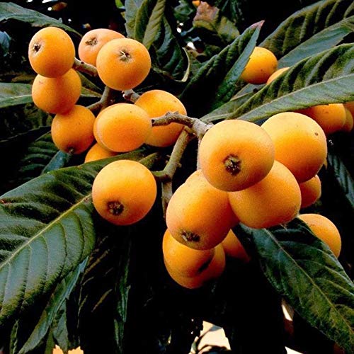 Exotic fruit plants Exotic fruits Exotic fruit plants nursery Exotic nursery Exotic fruit nursery Exotic plants Exotic varieties fruit plants Thai varieties fruit plants Thai varieties plants Thai varieties fruits Gardening fruit plants Gardening fruits Agro nursery West Bengal Agro nursery Nursery Plant nursery Nursery plants Original fruit plants Top quality fruit plants Unique fruit plants Best fruit plants Loquat fruit plants