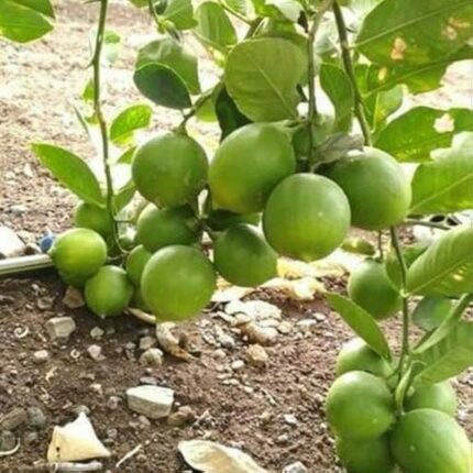 Exotic fruit plants Exotic fruits Exotic fruit plants nursery Exotic nursery Exotic fruit nursery Exotic plants Exotic varieties fruit plants Thai varieties fruit plants Thai varieties plants Thai varieties fruits Gardening fruit plants Gardening fruits Agro nursery West Bengal Agro nursery Nursery Plant nursery Nursery plants Original fruit plants Top quality fruit plants Unique fruit plants Best fruit plants Beautiful fruit plants Latest fruit plants Indian varieties fruit plants Paudhe wale Exotic flora Kolkata Patti Lemon fruit plants
