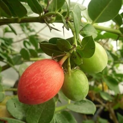 Exotic fruit plants Exotic fruits Exotic fruit plants nursery Exotic nursery Exotic fruit nursery Exotic plants Exotic varieties fruit plants Thai varieties fruit plants Thai varieties plants Thai varieties fruits Gardening fruit plants Gardening fruits Agro nursery West Bengal Agro nursery Nursery Plant nursery Nursery plants Original fruit plants Top quality fruit plants Unique fruit plants Best fruit plants Beautiful fruit plants Latest fruit plants Indian varieties fruit plants Paudhe wale Exotic flora Sweet karanda fruit plants
