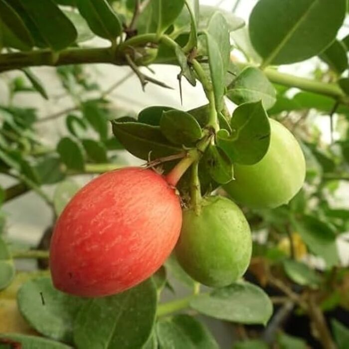 Exotic fruit plants Exotic fruits Exotic fruit plants nursery Exotic nursery Exotic fruit nursery Exotic plants Exotic varieties fruit plants Thai varieties fruit plants Thai varieties plants Thai varieties fruits Gardening fruit plants Gardening fruits Agro nursery West Bengal Agro nursery Nursery Plant nursery Nursery plants Original fruit plants Top quality fruit plants Unique fruit plants Best fruit plants Beautiful fruit plants Latest fruit plants Indian varieties fruit plants Paudhe wale Exotic flora Sweet karanda fruit plants