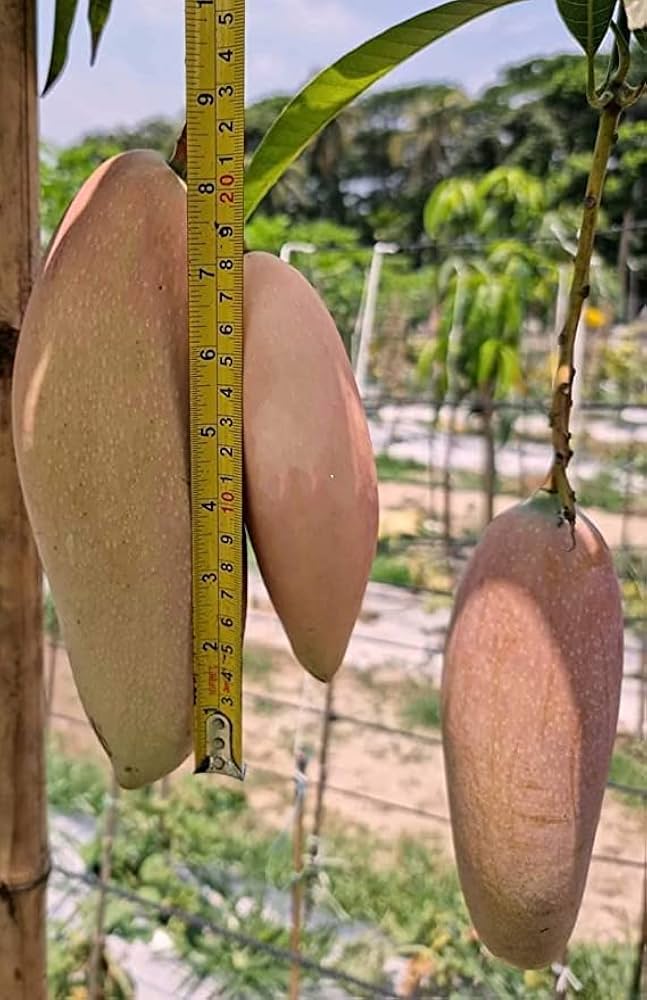 51Q936AiZVL._AC_UF1000,1000_QL80_