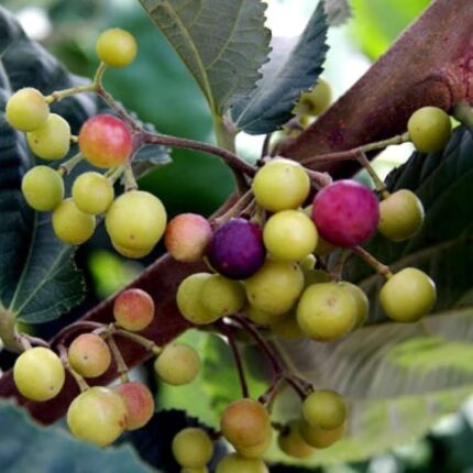 Exotic fruit plants Exotic fruits Exotic fruit plants nursery Exotic nursery Exotic fruit nursery Exotic plants Exotic varieties fruit plants Thai varieties fruit plants Thai varieties plants Thai varieties fruits Gardening fruit plants Gardening fruits Agro nursery West Bengal Agro nursery Nursery Plant nursery Nursery plants Original fruit plants Top quality fruit plants Unique fruit plants Best fruit plants Beautiful fruit plants Latest fruit plants Indian varieties fruit plants Paudhe wale Exotic flora Falsa fruit plants