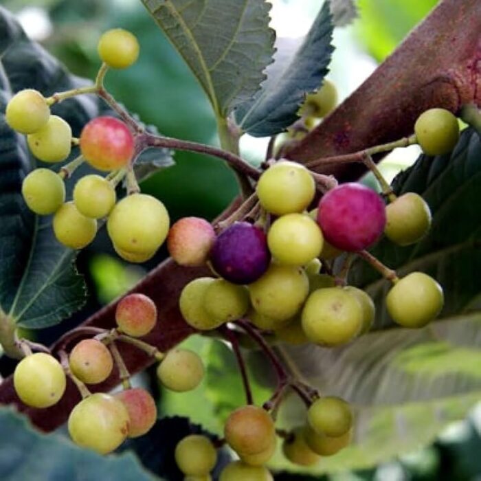 Exotic fruit plants Exotic fruits Exotic fruit plants nursery Exotic nursery Exotic fruit nursery Exotic plants Exotic varieties fruit plants Thai varieties fruit plants Thai varieties plants Thai varieties fruits Gardening fruit plants Gardening fruits Agro nursery West Bengal Agro nursery Nursery Plant nursery Nursery plants Original fruit plants Top quality fruit plants Unique fruit plants Best fruit plants Beautiful fruit plants Latest fruit plants Indian varieties fruit plants Paudhe wale Exotic flora Falsa fruit plants