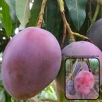 Exotic mango plants Exotic mango fruit plants Exotic mango Thai mango Thailand mango All time mango Red mango Exotic plants Indian mango Indian mango plant Exotic fruit plant Exotic fruit plant nursery Agro nursery West Bengal Agro nursery Fruit plant nursery Plant nursery