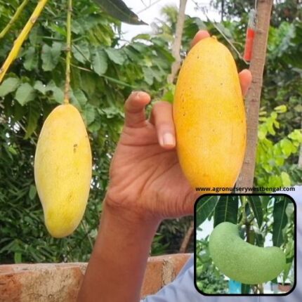 Exotic mango plants Exotic mango fruit plants Exotic mango Thai mango Thailand mango All time mango Red mango Exotic plants Indian mango Indian mango plant Exotic fruit plant Exotic fruit plant nursery Agro nursery West Bengal Agro nursery Fruit plant nursery Plant nursery Honeydew mango plants