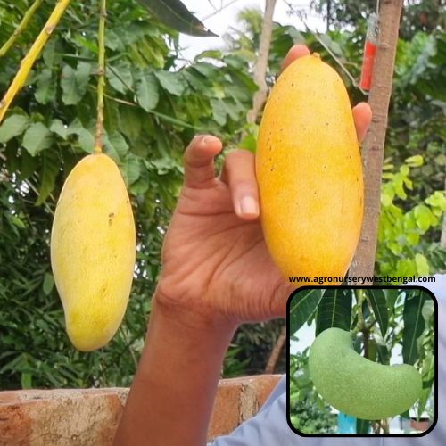 Exotic mango plants Exotic mango fruit plants Exotic mango Thai mango Thailand mango All time mango Red mango Exotic plants Indian mango Indian mango plant Exotic fruit plant Exotic fruit plant nursery Agro nursery West Bengal Agro nursery Fruit plant nursery Plant nursery Honeydew mango plants