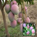 Exotic mango plants Exotic mango fruit plants Exotic mango Thai mango Thailand mango All time mango Red mango Exotic plants Indian mango Indian mango plant Exotic fruit plant Exotic fruit plant nursery Agro nursery West Bengal Agro nursery Fruit plant nursery Plant nursery Pusa Arunima mango