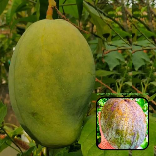 Exotic mango plants Exotic mango fruit plants Exotic mango Thai mango Thailand mango All time mango Red mango Exotic plants Indian mango Indian mango plant Exotic fruit plant Exotic fruit plant nursery Agro nursery West Bengal Agro nursery Fruit plant nursery Plant nursery 4 kg mango