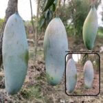 Exotic mango plants Exotic mango fruit plants Exotic mango Thai mango Thailand mango All time mango Red mango Exotic plants Indian mango Indian mango plant Exotic fruit plant Exotic fruit plant nursery Agro nursery West Bengal Agro nursery Fruit plant nursery Plant nursery Three taste mango plants