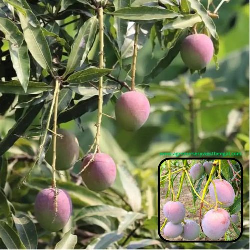 Exotic mango plants Exotic mango fruit plants Exotic mango Thai mango Thailand mango All time mango Red mango Exotic plants Indian mango Indian mango plant Exotic fruit plant Exotic fruit plant nursery Agro nursery West Bengal Agro nursery Fruit plant nursery Plant nursery