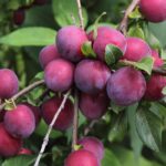 Aloo Bukhara fruit plants