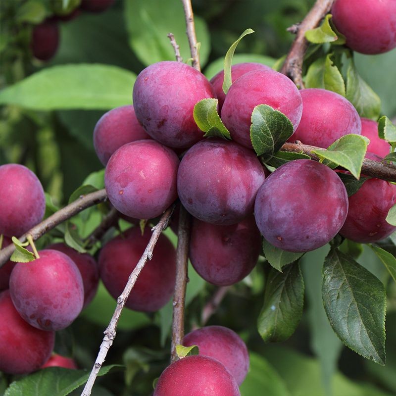 Aloo Bukhara fruit plants