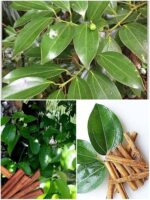 Dalchini plants