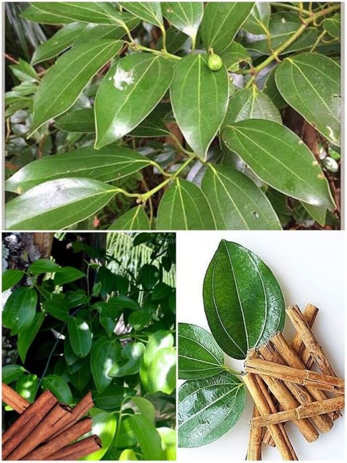 Dalchini plants