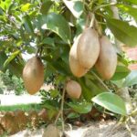 Exotic fruit plants Exotic fruits Exotic fruit plants nursery Exotic nursery Exotic fruit nursery Exotic plants Exotic varieties fruit plants Thai varieties fruit plants Thai varieties plants Thai varieties fruits Gardening fruit plants Gardening fruits Agro nursery West Bengal Agro nursery Nursery Plant nursery Nursery plants Original fruit plants Top quality fruit plants Unique fruit plants Best fruit plants Long Chiku fruit plants