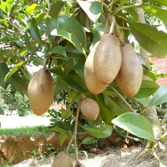 Exotic fruit plants Exotic fruits Exotic fruit plants nursery Exotic nursery Exotic fruit nursery Exotic plants Exotic varieties fruit plants Thai varieties fruit plants Thai varieties plants Thai varieties fruits Gardening fruit plants Gardening fruits Agro nursery West Bengal Agro nursery Nursery Plant nursery Nursery plants Original fruit plants Top quality fruit plants Unique fruit plants Best fruit plants Long Chiku fruit plants