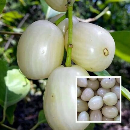 Exotic fruit plants Exotic fruits Exotic fruit plants nursery Exotic nursery Exotic fruit nursery Exotic plants Exotic varieties fruit plants Thai varieties fruit plants Thai varieties plants Thai varieties fruits Gardening fruit plants Gardening fruits Agro nursery West Bengal Agro nursery Nursery Plant nursery Nursery plants Original fruit plants Top quality fruit plants