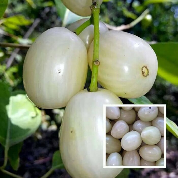 Exotic fruit plants Exotic fruits Exotic fruit plants nursery Exotic nursery Exotic fruit nursery Exotic plants Exotic varieties fruit plants Thai varieties fruit plants Thai varieties plants Thai varieties fruits Gardening fruit plants Gardening fruits Agro nursery West Bengal Agro nursery Nursery Plant nursery Nursery plants Original fruit plants Top quality fruit plants