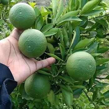 Exotic fruit plants Exotic fruits Exotic fruit plants nursery Exotic nursery Exotic fruit nursery Exotic plants Exotic varieties fruit plants Thai varieties fruit plants Thai varieties plants Thai varieties fruits Gardening fruit plants Gardening fruits Agro nursery West Bengal Agro nursery Nursery Plant nursery Nursery plants Original fruit plants Top quality fruit plants Unique fruit plants Best fruit plants Beautiful fruit plants Latest fruit plants Indian varieties fruit plants Paudhe wale Exotic flora Bari 1 Malta fruit plants