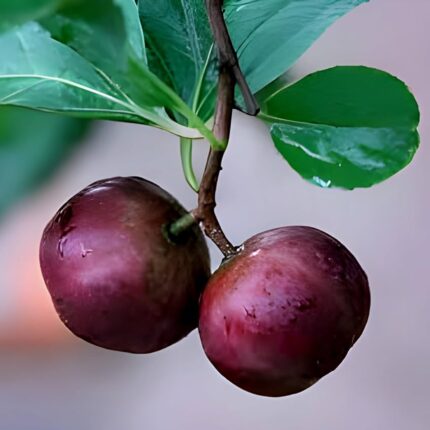 Exotic fruit plants Exotic fruits Exotic fruit plants nursery Exotic nursery Exotic fruit nursery Exotic plants Exotic varieties fruit plants Thai varieties fruit plants Thai varieties plants Thai varieties fruits Gardening fruit plants Gardening fruits Agro nursery West Bengal Agro nursery Nursery Plant nursery Nursery plants Original fruit plants Top quality fruit plants Unique fruit plants Best fruit plants Tennis ball Cherry fruit plants