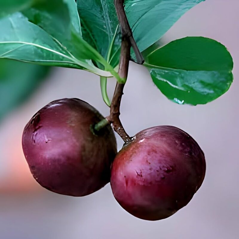 Exotic fruit plants Exotic fruits Exotic fruit plants nursery Exotic nursery Exotic fruit nursery Exotic plants Exotic varieties fruit plants Thai varieties fruit plants Thai varieties plants Thai varieties fruits Gardening fruit plants Gardening fruits Agro nursery West Bengal Agro nursery Nursery Plant nursery Nursery plants Original fruit plants Top quality fruit plants Unique fruit plants Best fruit plants Tennis ball Cherry fruit plants