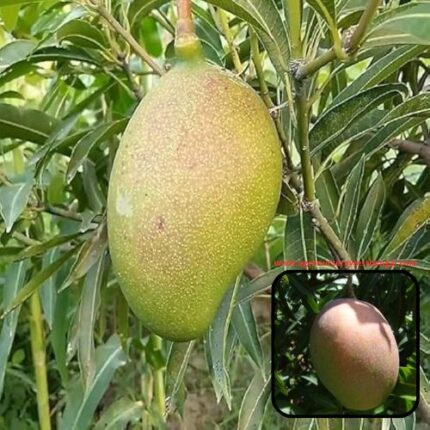 Exotic mango plants Exotic mango fruit plants Exotic mango Thai mango Thailand mango All time mango Red mango Exotic plants Indian mango Indian mango plant Exotic fruit plant Exotic fruit plant nursery Agro nursery West Bengal Agro nursery Fruit plant nursery Plant nursery Subarnarekha mango plants