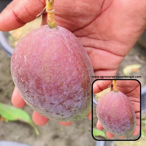 Nam Dok Mai Si Mueng Exotic mango plants Exotic mango fruit plants Exotic mango Thai mango Thailand mango All time mango Red mango Exotic plants Indian mango Indian mango plant Exotic fruit plant Exotic fruit plant nursery Agro nursery West Bengal Agro nursery Fruit plant nursery Plant nursery