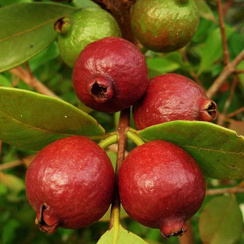 Red strawberry guava fruit plants Exotic fruit plants Exotic fruits Exotic fruit plants nursery Exotic nursery Exotic fruit nursery Exotic plants Exotic varieties fruit plants Thai varieties fruit plants Thai varieties plants Thai varieties fruits Gardening fruit plants Gardening fruits Agro nursery West Bengal Agro nursery Nursery Plant nursery Nursery plants Original fruit plants Top quality fruit plants Unique fruit plants Best fruit plants