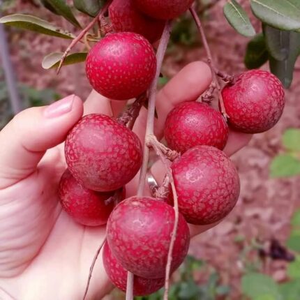 Exotic fruit plants Exotic fruits Exotic fruit plants nursery Exotic nursery Exotic fruit nursery Exotic plants Exotic varieties fruit plants Thai varieties fruit plants Thai varieties plants Thai varieties fruits Gardening fruit plants Gardening fruits Agro nursery West Bengal Agro nursery Nursery Plant nursery Nursery plants Original fruit plants Top quality fruit plants Ruby longen fruit plants