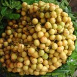 Exotic fruit plants Exotic fruits Exotic fruit plants nursery Exotic nursery Exotic fruit nursery Exotic plants Exotic varieties fruit plants Thai varieties fruit plants Thai varieties plants Thai varieties fruits Gardening fruit plants Gardening fruits Agro nursery West Bengal Agro nursery Nursery Plant nursery Nursery plants Original fruit plants Top quality fruit plants Unique fruit plants Best fruit plants Beautiful fruit plants Latest fruit plants Indian varieties fruit plants Paudhe wale Exotic flora Latkan fruit plants