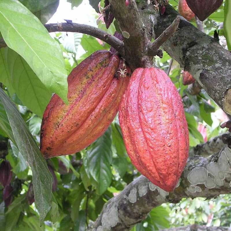 Exotic fruit plants Exotic fruits Exotic fruit plants nursery Exotic nursery Exotic fruit nursery Exotic plants Exotic varieties fruit plants Thai varieties fruit plants Thai varieties plants Thai varieties fruits Gardening fruit plants Gardening fruits Agro nursery West Bengal Agro nursery Nursery Plant nursery Nursery plants Original fruit plants Top quality fruit plants Unique fruit plants Best fruit plants Beautiful fruit plants Latest fruit plants Indian varieties fruit plants Paudhe wale Exotic flora