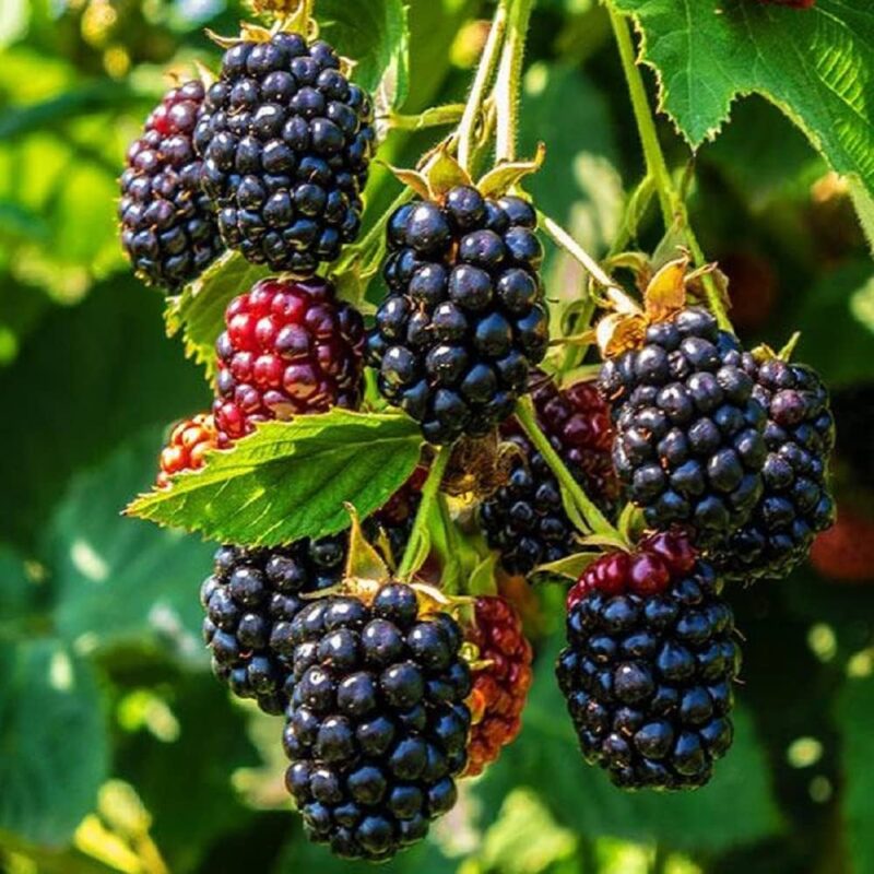 Exotic fruit plants Exotic fruits Exotic fruit plants nursery Exotic nursery Exotic fruit nursery Exotic plants Exotic varieties fruit plants Thai varieties fruit plants Thai varieties plants Thai varieties fruits Gardening fruit plants Gardening fruits Agro nursery West Bengal Agro nursery Nursery Plant nursery Nursery plants Original fruit plants Top quality fruit plants Blackberries fruit plants