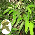 Tej Patta plants