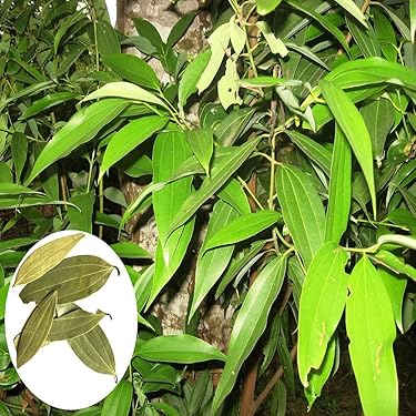 Tej Patta plants