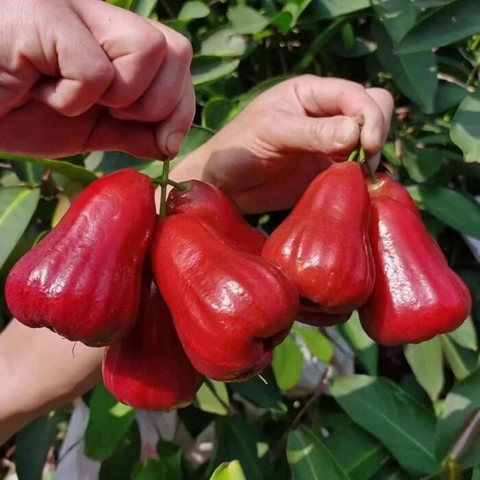 Exotic fruit plants Exotic fruits Exotic fruit plants nursery Exotic nursery Exotic fruit nursery Exotic plants Exotic varieties fruit plants Thai varieties fruit plants Thai varieties plants Thai varieties fruits Gardening fruit plants Gardening fruits Agro nursery West Bengal Agro nursery Nursery Plant nursery Nursery plants Original fruit plants Top quality fruit plants Unique fruit plants Best fruit plants Beautiful fruit plants Latest fruit plants Indian varieties fruit plants Paudhe wale Exotic flora Red missile water apple fruit plant