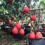 Exotic fruit plants Exotic fruits Exotic fruit plants nursery Exotic nursery Exotic fruit nursery Exotic plants Exotic varieties fruit plants Thai varieties fruit plants Thai varieties plants Thai varieties fruits Gardening fruit plants Gardening fruits Agro nursery West Bengal Agro nursery Nursery Plant nursery Nursery plants Original fruit plants Top quality fruit plants Red Jambura fruit plant