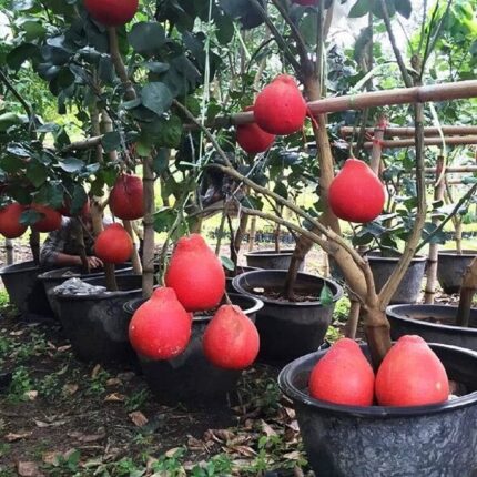 Exotic fruit plants Exotic fruits Exotic fruit plants nursery Exotic nursery Exotic fruit nursery Exotic plants Exotic varieties fruit plants Thai varieties fruit plants Thai varieties plants Thai varieties fruits Gardening fruit plants Gardening fruits Agro nursery West Bengal Agro nursery Nursery Plant nursery Nursery plants Original fruit plants Top quality fruit plants Red Jambura fruit plant