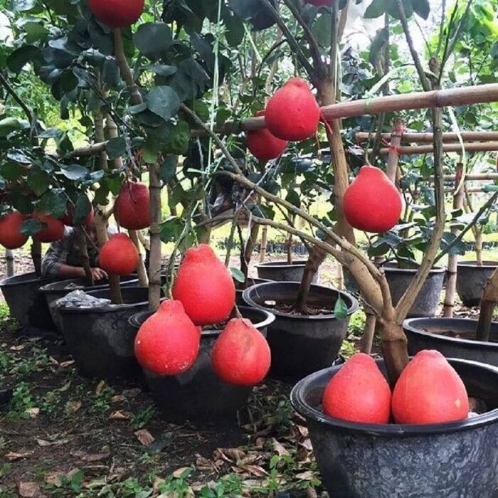 Exotic fruit plants Exotic fruits Exotic fruit plants nursery Exotic nursery Exotic fruit nursery Exotic plants Exotic varieties fruit plants Thai varieties fruit plants Thai varieties plants Thai varieties fruits Gardening fruit plants Gardening fruits Agro nursery West Bengal Agro nursery Nursery Plant nursery Nursery plants Original fruit plants Top quality fruit plants Red Jambura fruit plant