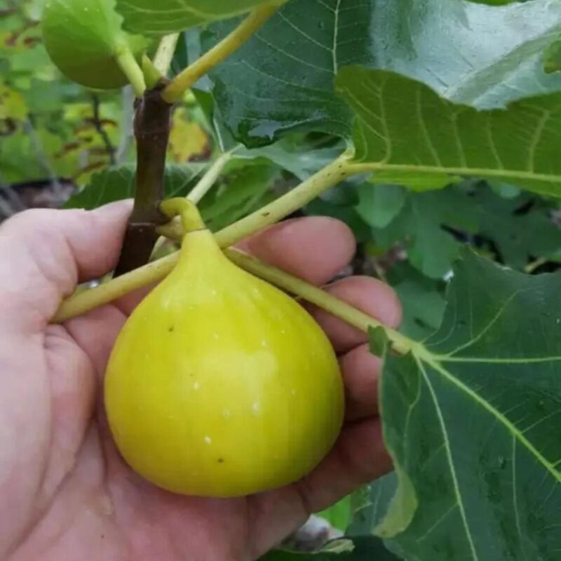 Exotic fruit plants Exotic fruits Exotic fruit plants nursery Exotic nursery Exotic fruit nursery Exotic plants Exotic varieties fruit plants Thai varieties fruit plants Thai varieties plants Thai varieties fruits Gardening fruit plants Gardening fruits Agro nursery West Bengal Agro nursery Nursery Plant nursery Nursery plants Original fruit plants Top quality fruit plants Five finger Anjeer fruit plants
