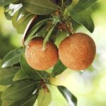 Exotic fruit plants Exotic fruits Exotic fruit plants nursery Exotic nursery Exotic fruit nursery Exotic plants Exotic varieties fruit plants Thai varieties fruit plants Thai varieties plants Thai varieties fruits Gardening fruit plants Gardening fruits Agro nursery West Bengal Agro nursery Nursery Plant nursery Nursery plants Original fruit plants Top quality fruit plants Cricket ball Chiku fruit plants