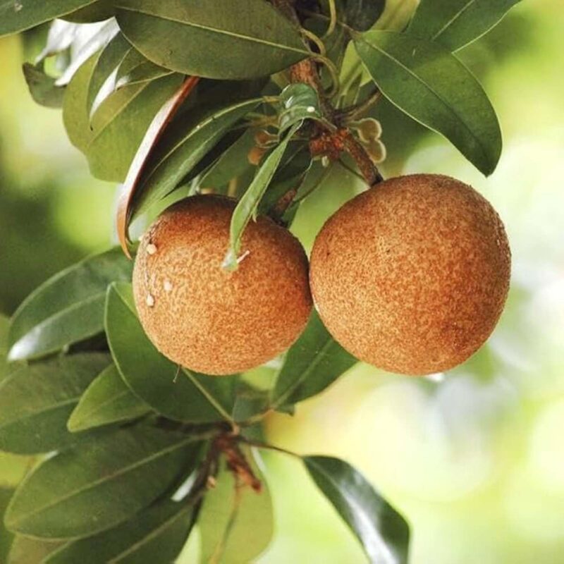 Exotic fruit plants Exotic fruits Exotic fruit plants nursery Exotic nursery Exotic fruit nursery Exotic plants Exotic varieties fruit plants Thai varieties fruit plants Thai varieties plants Thai varieties fruits Gardening fruit plants Gardening fruits Agro nursery West Bengal Agro nursery Nursery Plant nursery Nursery plants Original fruit plants Top quality fruit plants Cricket ball Chiku fruit plants