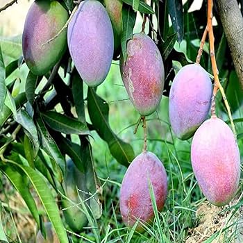 71vCoB+iXhL._AC_UF350,350_QL80_